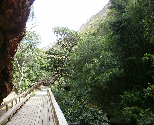 Harold Porter Botanical Gardens   indigenous forest section   Bettys Bay   South Africa