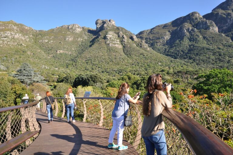Kirstenbosch tree canopy walkway spring 768x510