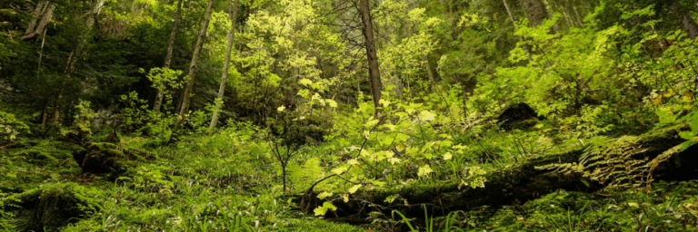 Naturalforest banner 768x256