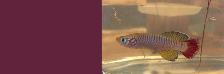 Newkillifish banner 768x256
