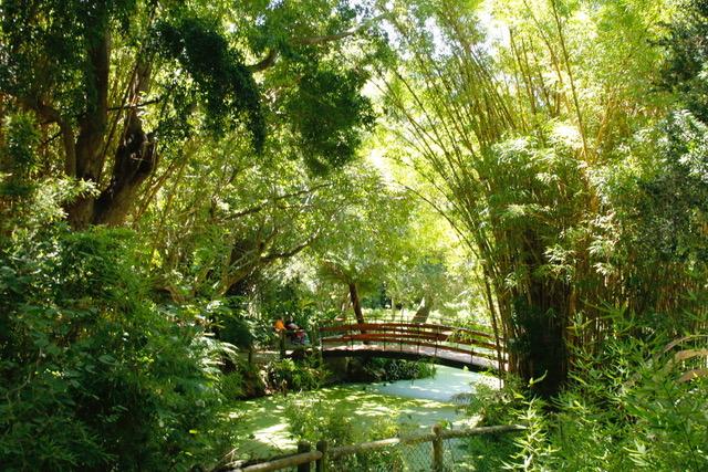 Ponds with Japanese bridge Arderne Gardens via Clare Gibbon